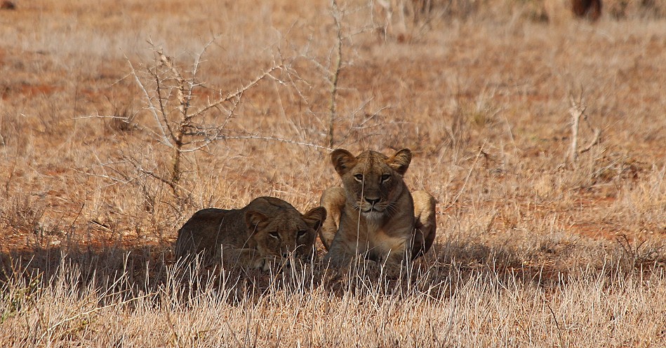 junge Löwen im Lumo Conservancy
